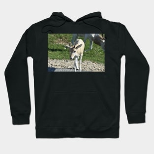 Addax Hoodie